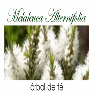 ACEITE ESENCIAL ARBOL DEL TÉ
